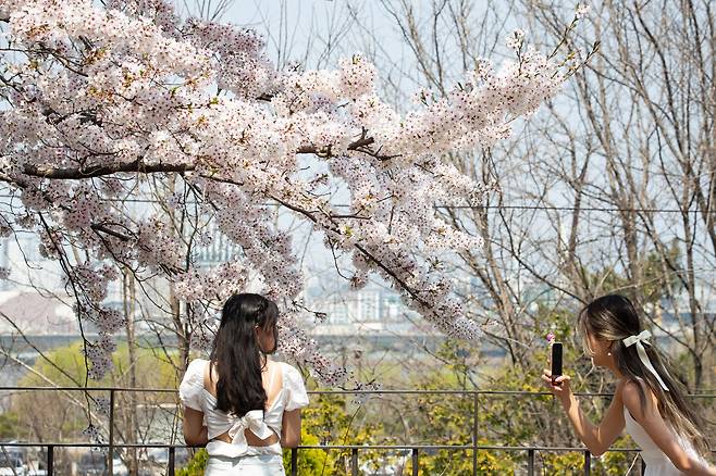 7일 서울 여의서로(윤중로)를 찾은 상춘객들이 만개한 벚꽃 아래에서 기념 촬영을 하며 봄을 만끽하고 있다. /뉴스1