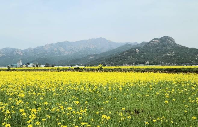 ▲국립공원 월출산이 보이는 남도의 들판에 펼쳐진 유채밭에 노란 유채꽃이 장관을 이루고 있다.