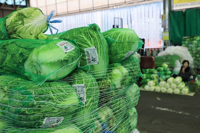 지난달 12일 서울 송파구 가락시장에서 배추가 판매되고 있다. 연합뉴스
