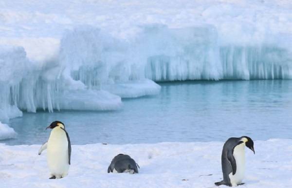 남극 황제펭귄들. 연합뉴스 자료사진