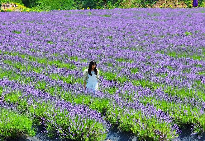 무릉별유천지 라벤터꽃밭
