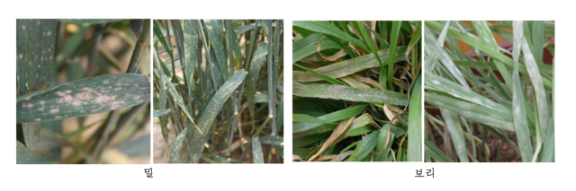 흰가루병에 걸린 밀과 보리의 모습. 농진청