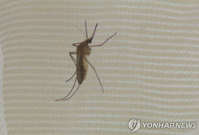 일본뇌염 모기 [연합뉴스TV 제공]