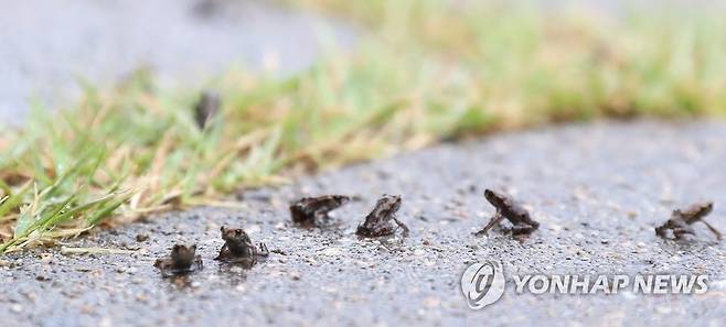 옹기종기 새끼 두꺼비 [연합뉴스 자료사진]