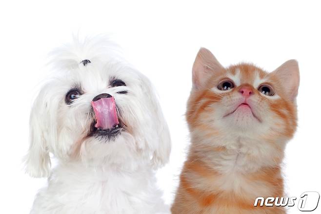 강아지와 고양이(사진 이미지투데이) ⓒ 뉴스1