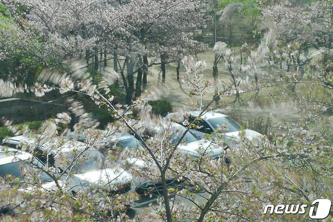 9일 오전 경북 포항시청 주변에 있는 벚꽃나무가 강풍에 흔들리고 있다. 2024.4.9/뉴스1 ⓒ News1 최창호 기자