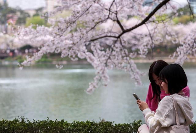 완연한 봄 날씨를 보인 8일 서울 송파구 석촌호수를 찾은 시민들이 만개한 벚꽃을 바라보며 즐거운 시간을 보내고 있다. 뉴시스
