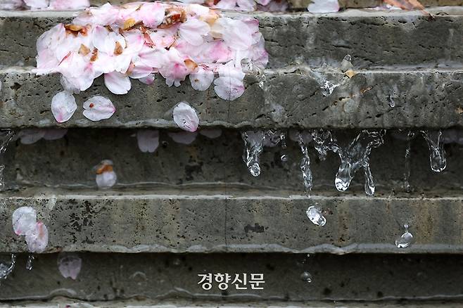 산발적인 봄비가 이어진 지난달 6일 서울 송파나루 공원에 설치된 분수대에서 벚꽃잎 사이로 빗물과 분수대의 물이 함께 흐르고 있다. 조태형 기자