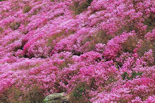 대금산 진달래