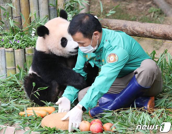 국내 최초의 아기 판다 '푸바오'가 첫돌을 맞이한 20일 오전 경기도 용인시 처인구 에버랜드 판다월드에서 푸바오가 강철원 사육사에게 매달리고 있다. 에버랜드는 이날 오전 푸바오의 첫 생일을 축하하는 랜선 돌잔치를 열고 일반 고객 초청 없이 판다월드 개장 전에 동물원 일부 직원들만 참석한 가운데 진행됐다. 2021.7.20/뉴스1 ⓒ News1 김영운 기자