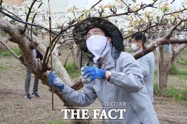 11일 박경귀 아산시장이 지역 기관 및 단체장, 공무원 등 100여 명과 함께 음봉면 의식리 배 농가를 찾아 배꽃 화접 봉사활동을 하고 있다. /아산시