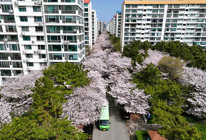 4월 5일 부산 수영구 남천동 벚꽃 군락지에 만개한 벚꽃 아래로 버스가 지나가고 있다./김동환 기자