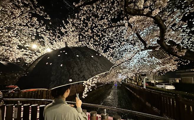 4월 2일 봄 비가 내리는 가운데 경남 창원시 진해구 여좌천에서 한 시민이 벚꽃을 감상하고 있다./김동환 기자
