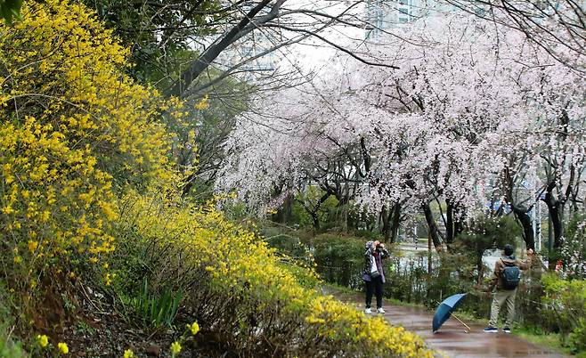 3월 28일 봄비가 촉촉히 내리는 가운데 부산 해운대구 그린레일웨이에서 외국인 관광객들이 개나리와 벚꽃을 배경으로 기념사진을 찍고 있다./김동환 기자