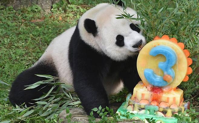 꽃미남 미국태생 샤오치지