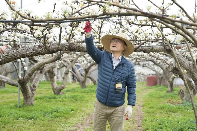 박상돈 천안시장 인공수분 일손돕기ⓒ천안시 제공