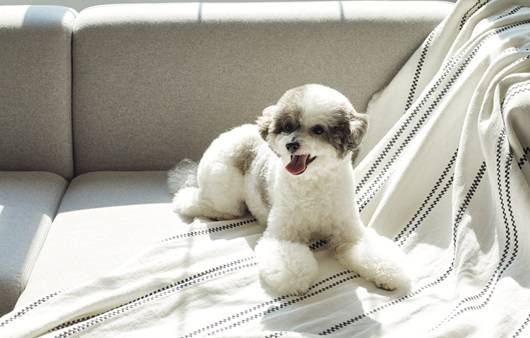 강아지의 호흡이 거칠고 빠르다면 질환에 의한 과호흡을 의심할 수 있다|출처: 클립아트코리아