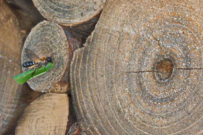 장수가위벌 어미벌이 집을 짓기 위한 재료로 오린 잎사귀를 자신의 집터인 통나무 구멍으로 운반하고 있다. 보리 제공