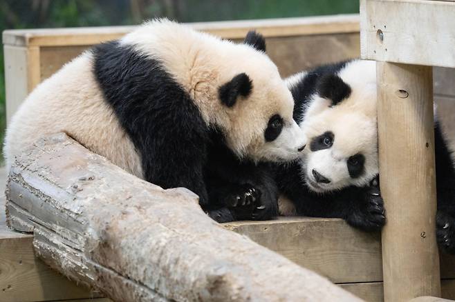 후이의 언니 루이를 상대로 한 도발