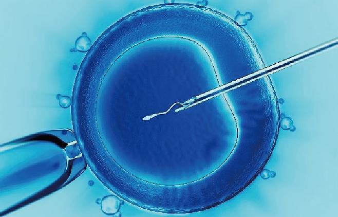 배아를 자궁 내 이식하는 시험관아기 시술(IVF)에서는 성별을 알 수 없다. [위키피디아]