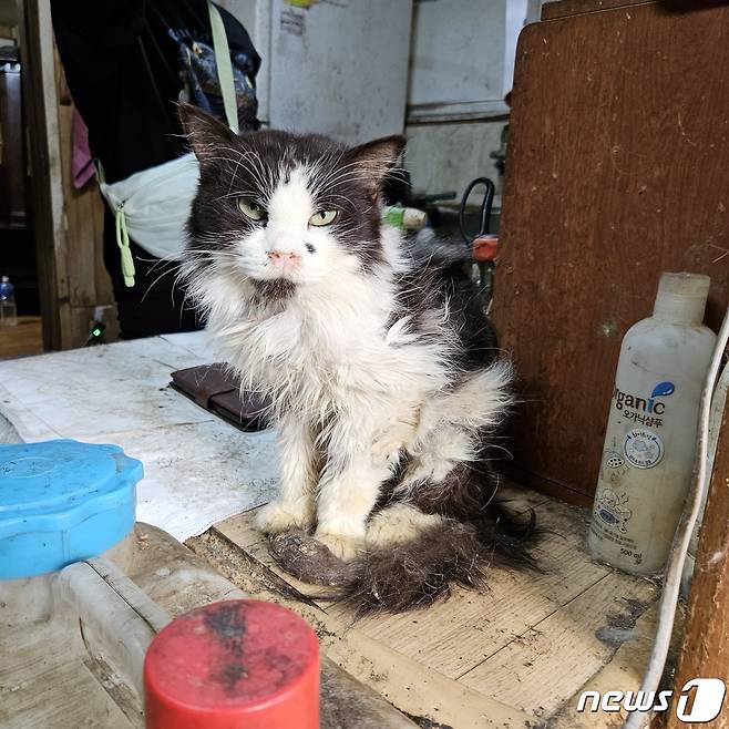 남양주의 한 번식장에서 구조한 고양이(나비야사랑해 제공) ⓒ 뉴스1