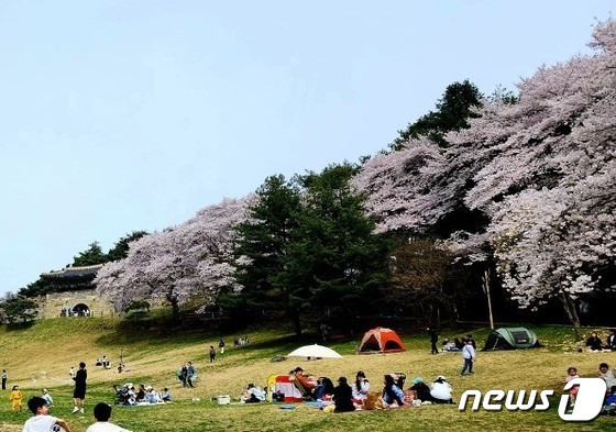 벚꽃이 만개한 청주 상당산성. (독자제공) /뉴스1