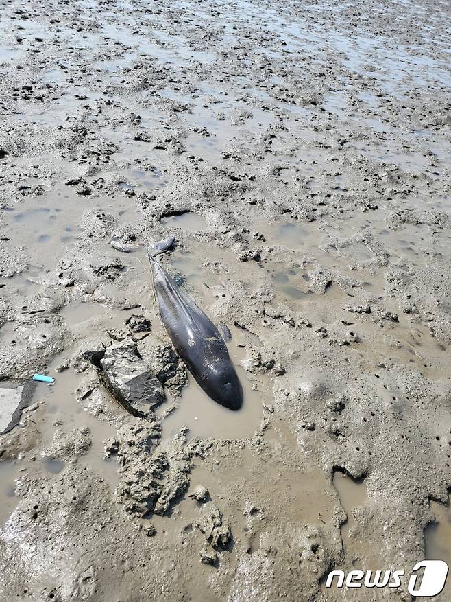 지난 12일 충남 서산의 한 바닷가에 새끼 상괭이가 고립돼 있는 모습. (태안해양경찰서 제공)/뉴스1