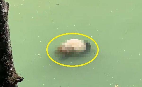 중국 쓰촨성 야안시 바오싱현 강가에서 발견된 자이언트 판다 사체 / 더우인 갈무리