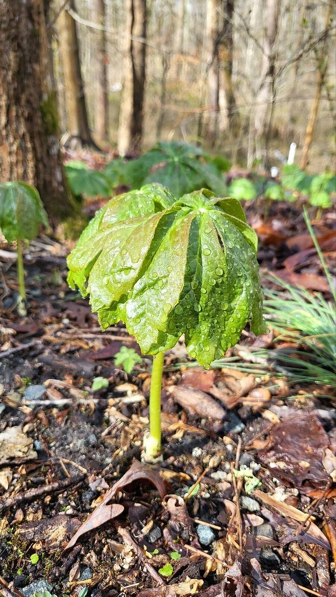미국 메릴랜드주 스미스소니언 식물 연구소 숲속에 피어있는 메이애플. 4월 초 잎이 올라오는데 마치 초록색 우산이 펴지는 모습이다.