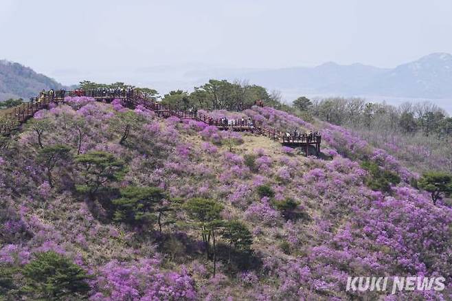12일 인천 강화군 내가면 고려산(해발 436m)에서 상춘객들이 활짝 핀 진달래를 보며 봄 정취를 즐기고 있다.
