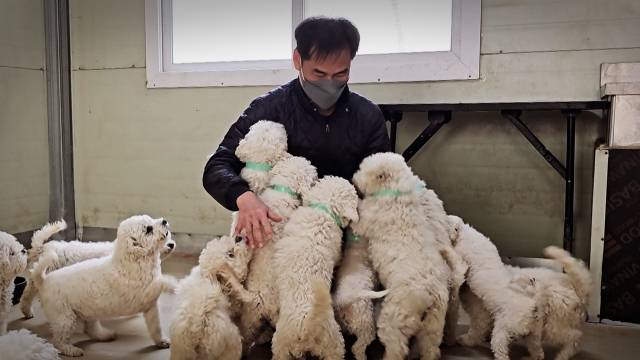 번식업자 정기수(가명‧50대)씨가 동물단체에 스스로 구조 요청을 한 뒤, 비숑들을 어루만지고 있다. 그는 모유 수유기간, 동물복지 의무사항 등을 준수하며 합법적으로 번식장을 꾸렸지만, 열악한 환경에서 대량 생산하는 불법 번식장에 밀려 파산했다. 이성훈 기자