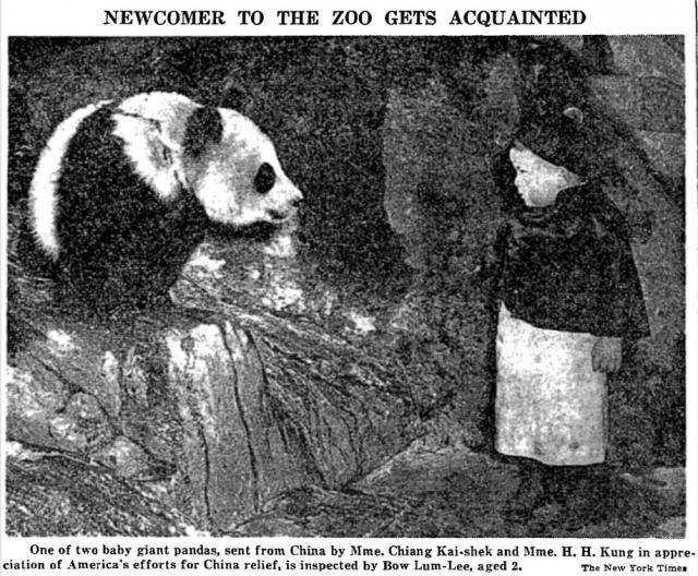 국민당 총통 장제스의 부인 쑹메이링 여사가 미국 브롱크스 동물원에 선물한 판다를 지켜보는 아이. 쑹메이링 여사가 선물한 판다는 1941년 12월 30일 뉴욕 브롱크스 동물원에 도착했다.뉴욕타임스 캡처