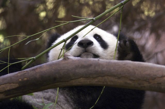 판다 화메이가 2000년 8월 미국 캘리포니아주 샌디에이고 동물원에서 대나무를 향해 팔을 뻗고 있다. AP연합뉴스