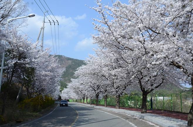 영천댐 벚꽃. 사진제공|영천시청