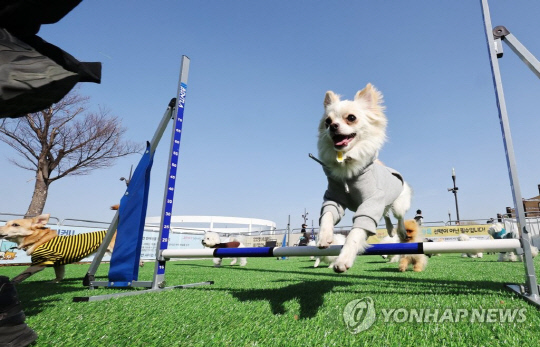 서울 한강 여의도 수영장 부지 반려견 쉼터 모습. <사진=연합뉴스>