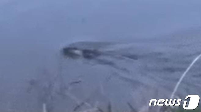 지난 13일 익산 금마저수지에서 포착된 수달의 모습 (익산시 제공)
