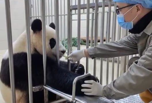 지난 9일 푸바오가 새 사육사와 채혈 훈련을 하면서 사과를 받아먹고 있는 모습. /중국 자이언트 판다보호연구센터 웨이보 캡처