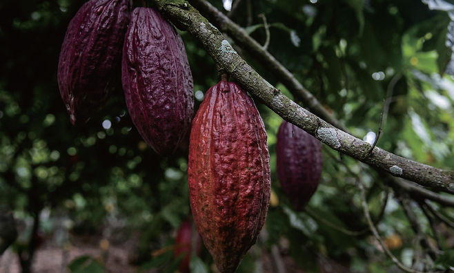 아프리카 코트디부아르에서 키우고 있는 카카오나무. 사진 AP 연합