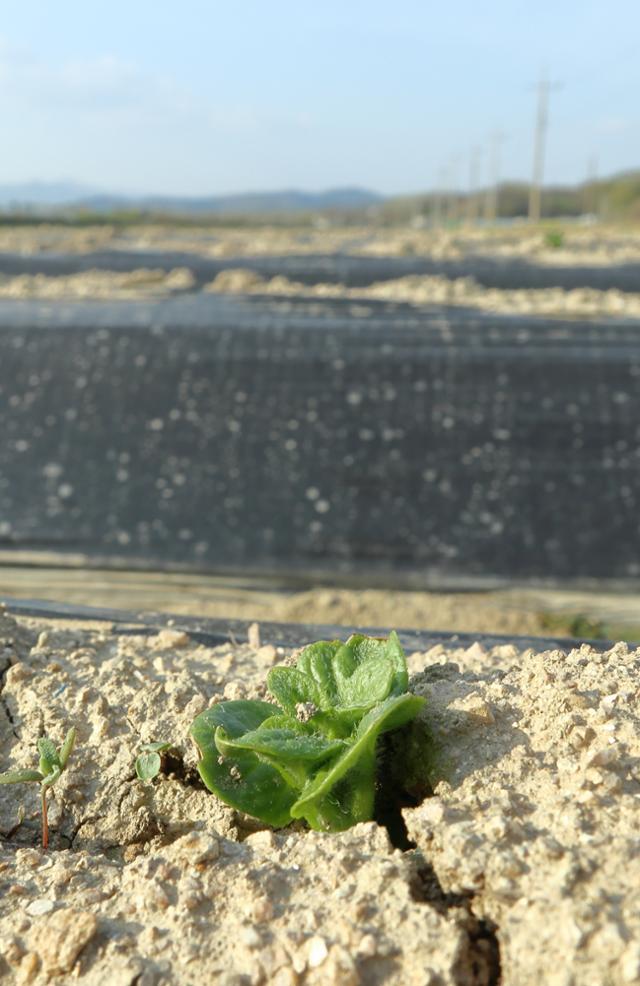 지난 12일 전달 22일 심은 감자 순이 흙더미를 뚫고 솟아 올랐다. 문경=정광진 기자 kjcheong@hankookilbo.com