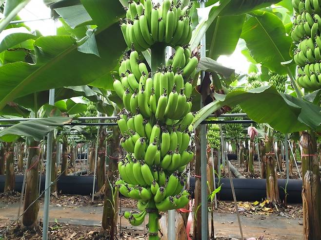 제주시 구좌읍 김녕리에서 재배되는 바나나. [사진 제공=제주도]