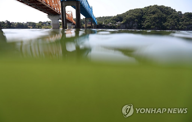 부산시민의 상수원인 낙동강에 녹조가 퍼져있는 모습 [연합뉴스]
