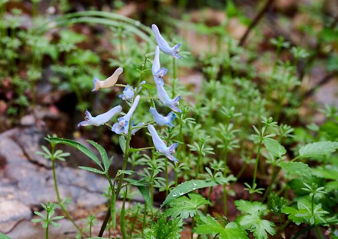 화암사 가는 길 야생화, 현호색