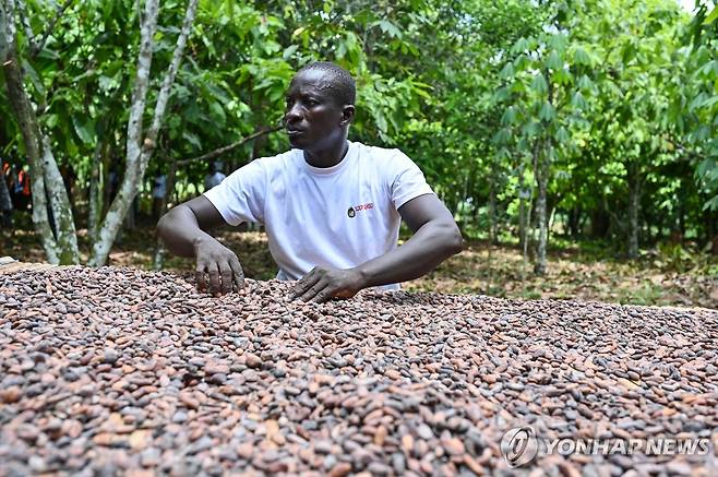 지난 7일 코트디부아르의 카카오 농부 [AFP=연합뉴스]