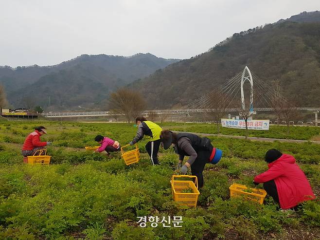 지난 11일 강원 화천군 화천읍 대이리 북한강 수변공원에서 주민들이 제철을 맞은 눈개승마를 채취하고 있다. 최승현 기자
