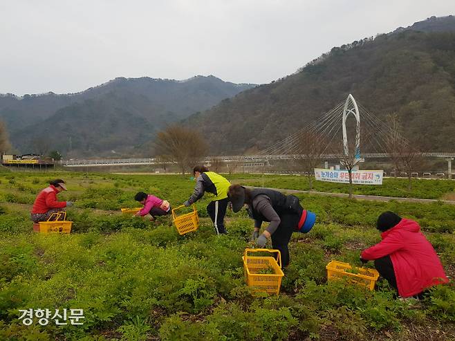 지난 11일 강원 화천군 화천읍 대이리 북한강 수변공원에서 주민들이 ‘눈개승마’를 채취하고 있다. 눈개승마는 다양한 요리에 쓰이는 다년생 식물로 토사 유실 방지에도 효과적이다.
