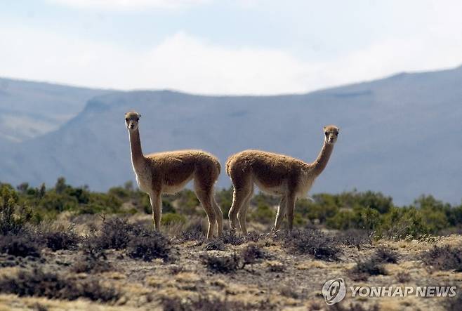 페루 비쿠냐 [EPA 연합뉴스 자료사진. 재판매 및 DB 금지]