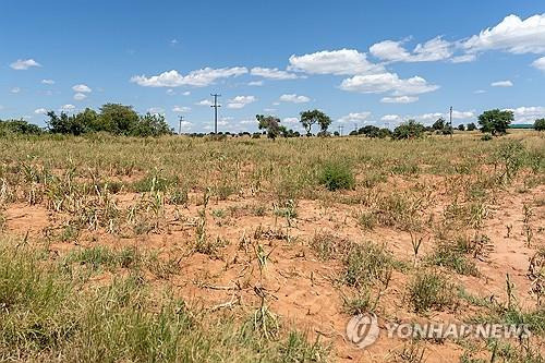 장기 가뭄에 바짝 마른 잠비아의 옥수수밭 [EPA 연합뉴스 자료사진. 재판매 및 DB 금지]