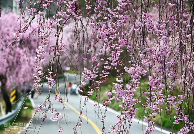 지난 12일 거창 병곡마을로 이어지는 도로변에 능수벚꽃이 늘어져 있다.