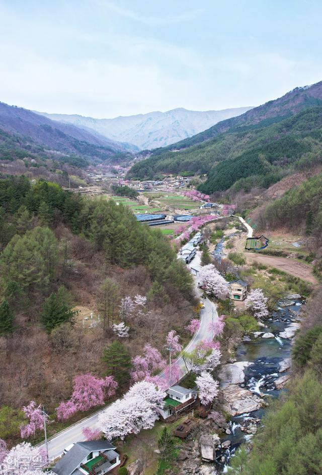 거창 병곡마을 능수벚꽃길이 덕유산 자락으로 이어져 있다.