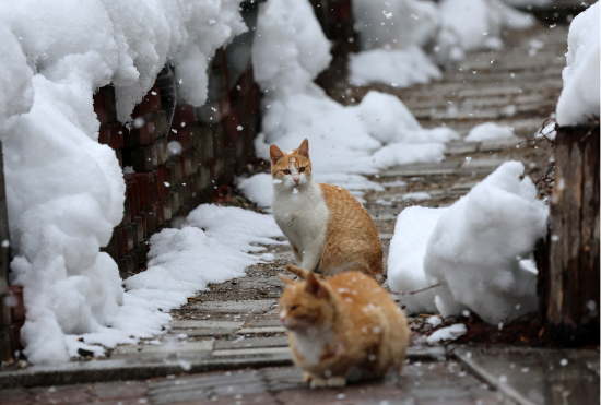 대관령 기슭인 강원 강릉시 성산면 보광리의 한 농가에서 고양이들이 눈을 맞고 있다. (출처=연합뉴스)